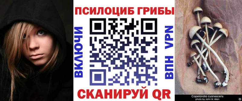 MEGA tor  цена наркотик  Енисейск  Псилоцибиновые грибы мицелий 